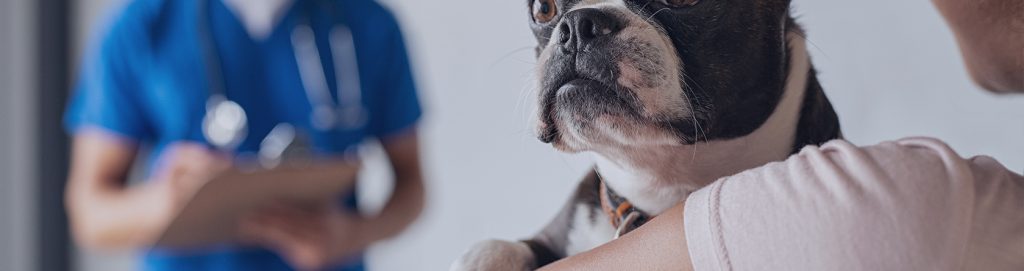 Un homme blessé en défendant sa chienne face à trois ours agressifs