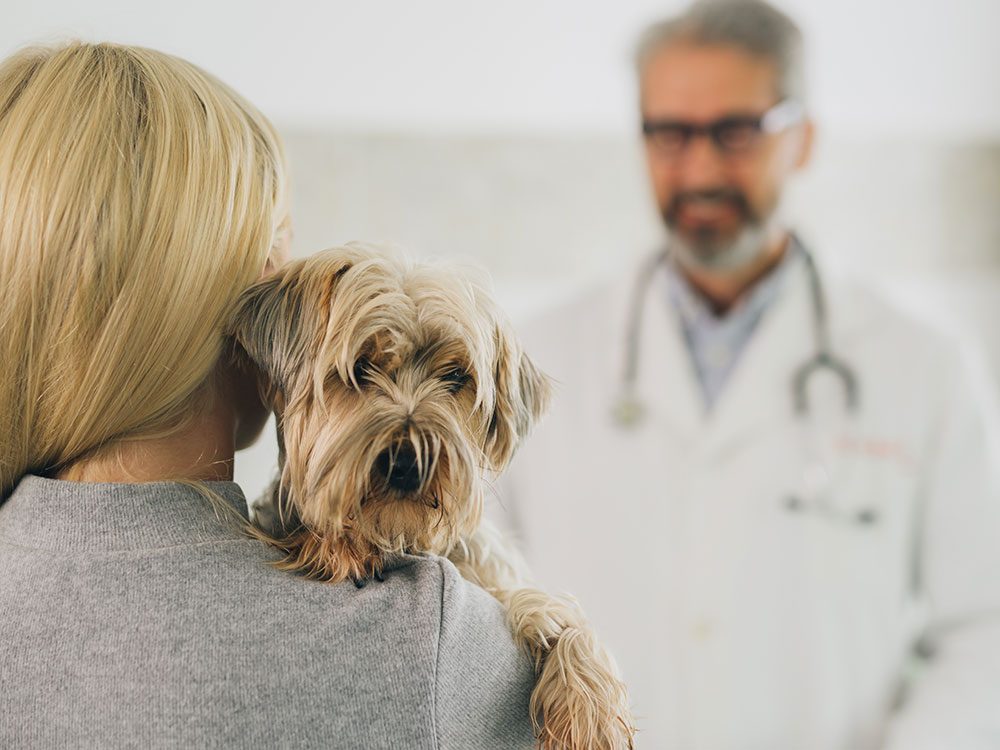 Palmarès des cliniques vétérinaires à L’Isle-d’Abeau – Meilleurs médecins pour votre animal de compagnie