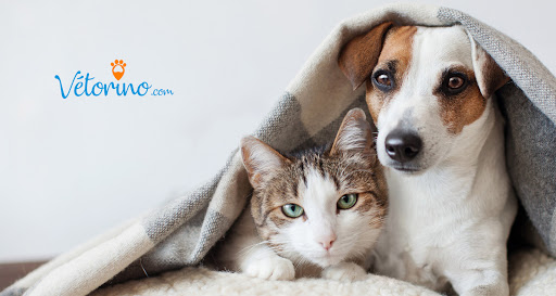 Palmarès des vétérinaires à Lyon – Meilleurs docteurs pour votre chat