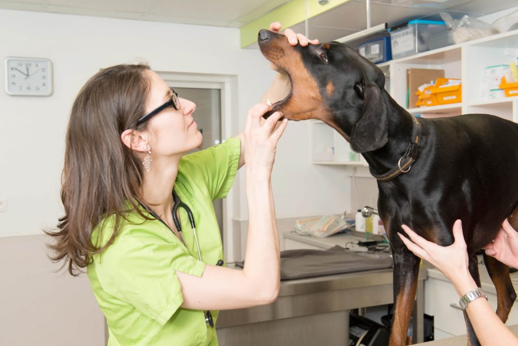 Palmarès des vétérinaires à Rillieux-la-Pape – Meilleurs docteurs pour votre chien