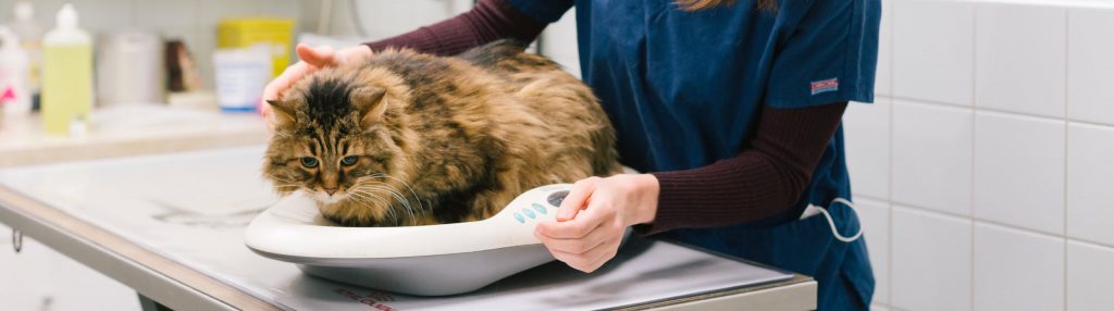 Palmarès des vétérinaires à Suresnes – Meilleurs médecins pour votre chat