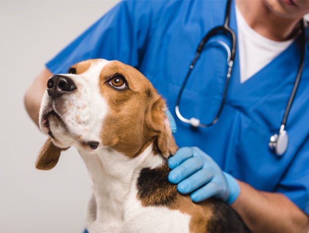 Chien sauvé d’un piège à ours : il retrouve enfin la sérénité