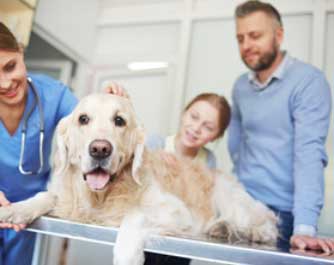 Top 10 des cabinets vétérinaires à Courcouronnes – Meilleurs docteurs pour votre animal de compagnie