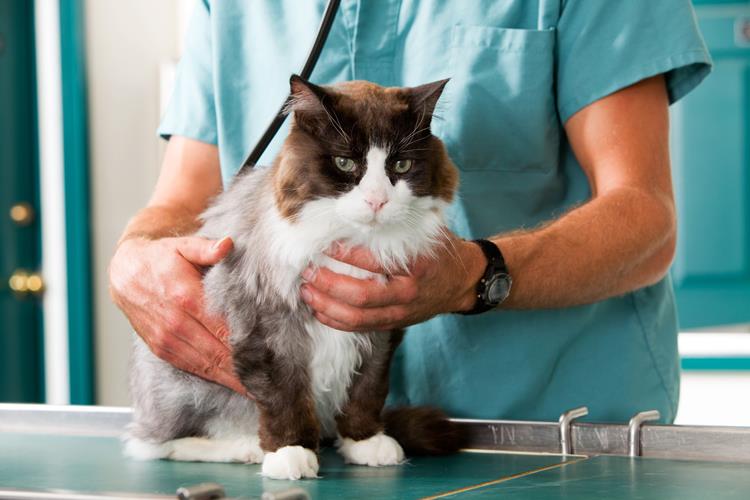 Top 10 des cabinets vétérinaires à Maizières-lès-Metz – Meilleurs docteurs pour votre animal de compagnie
