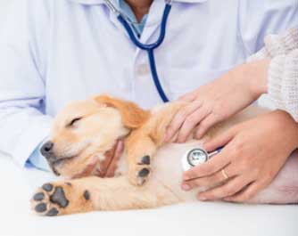 Top 10 des cliniques vétérinaires à Le Vésinet – Meilleurs médecins pour votre animal