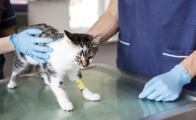 Incroyables chatons Maine Coons roux aux motifs rares dévoilés en vidéo