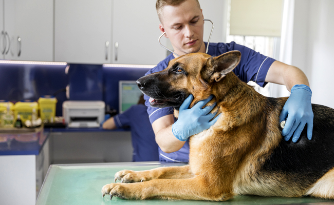 Top 10 des vétérinaires à Sevran – Meilleurs médecins pour votre chien