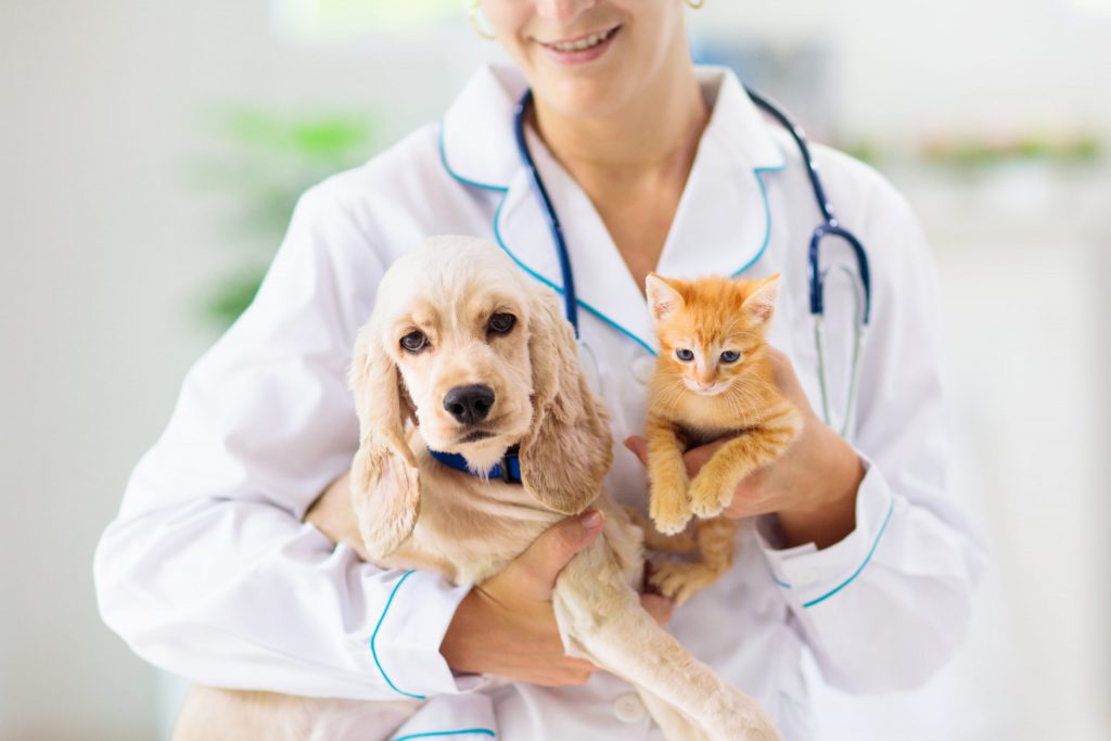 Top 5 des cabinets vétérinaires à Arcachon – Meilleurs médecins pour votre animal