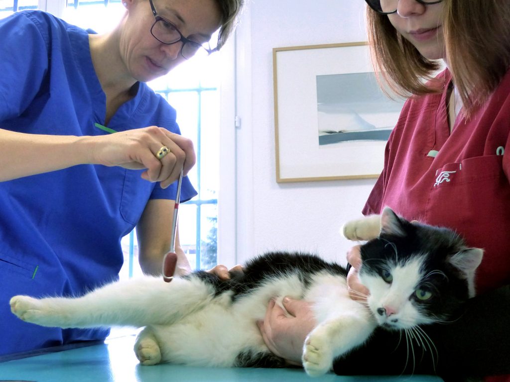 Top 5 des cabinets vétérinaires à La Chapelle-Saint-Luc – Meilleurs docteurs pour votre animal de compagnie