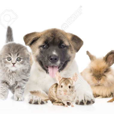 Top 5 des cabinets vétérinaires à Nogent-sur-Oise – Meilleurs médecins pour votre animal