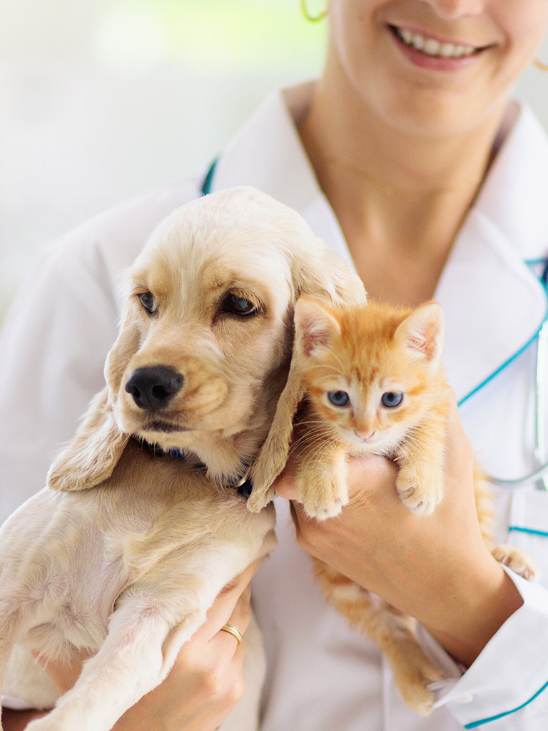 Top 5 des cabinets vétérinaires à Saint-Germain-en-Laye – Meilleurs docteurs pour votre animal