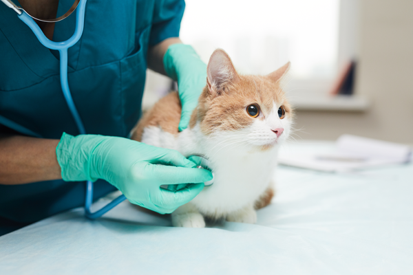 Top 5 des cabinets vétérinaires à Ussel – Meilleurs docteurs pour votre chat