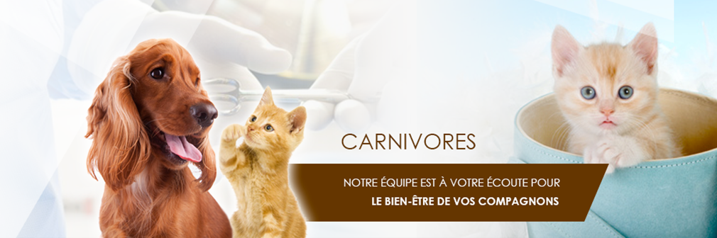 Top 5 des cliniques vétérinaires à Septèmes-les-Vallons – Meilleurs médecins pour votre chat