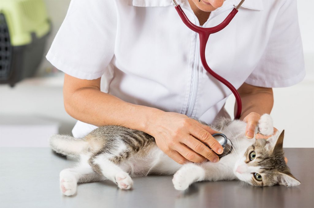 Top 5 des vétérinaires à Mèze – Meilleurs docteurs pour votre chat