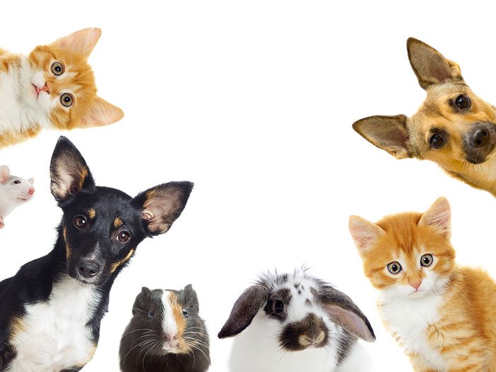 Top 5 des vétérinaires à Noyon – Meilleurs docteurs pour votre animal de compagnie