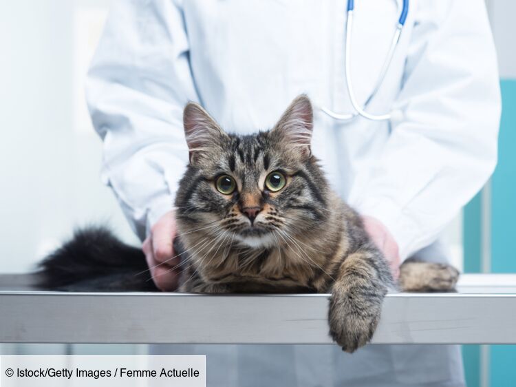 Top 5 des vétérinaires à Provins – Meilleurs médecins pour votre chat