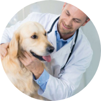 Vétérinaires à Auch – Top 5 des plus professionnels