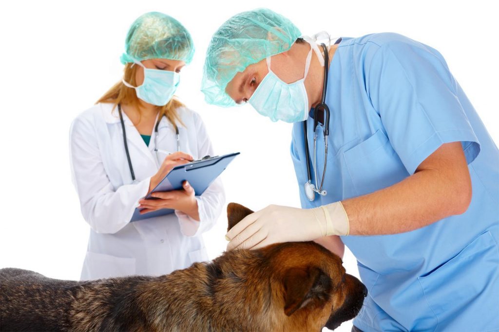 Vétérinaires à Creil – Répertoire des meilleurs professionnels