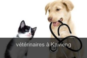 Vétérinaires à Koungou – Classement des plus professionnels