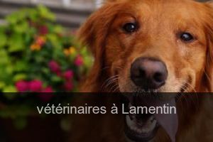 Vétérinaires à Lamentin – Top 5 des plus professionnels