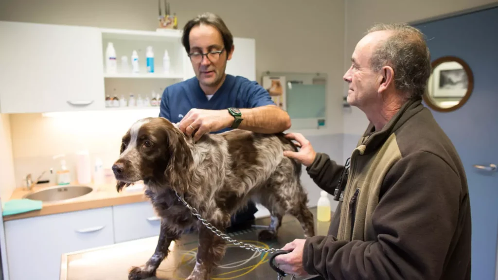 Vétérinaires à Lucé – Top 5 des meilleurs professionnels