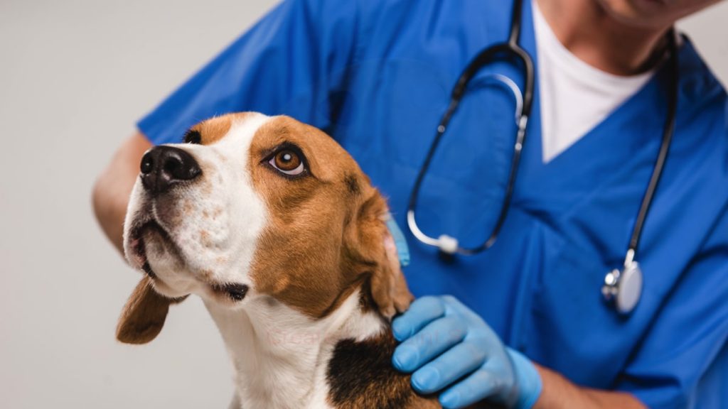 Vétérinaires à Marignane – Top 5 des plus professionnels