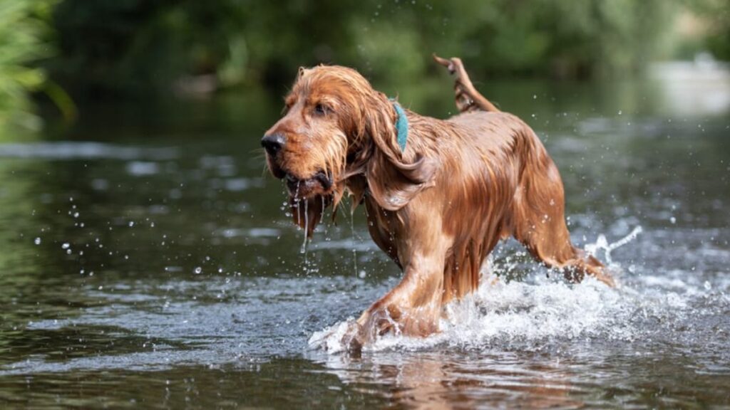 Attention aux rivières du Vaucluse : Une baignade tragique fait une victime canine