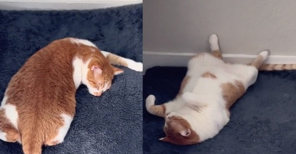 Ce chat va vous faire mourir de rire avec ses positions de sommeil incroyables (vidéo)