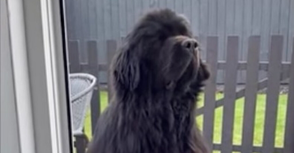Ce chien géant ignore complètement son propriétaire et refuse de rentrer chez lui (vidéo)
