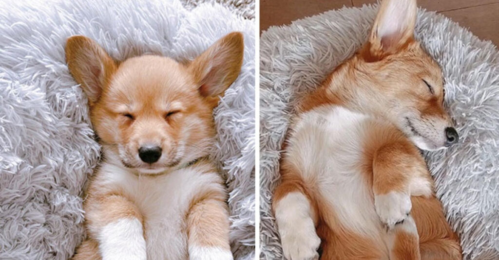 Charme absolu : 20 photos adorables de chiens et chats tombés dans un sommeil profond !