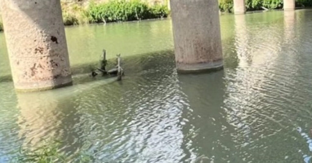 Chat en détresse : Un appel déchirant depuis un tronc d’arbre flottant au milieu d’une rivière