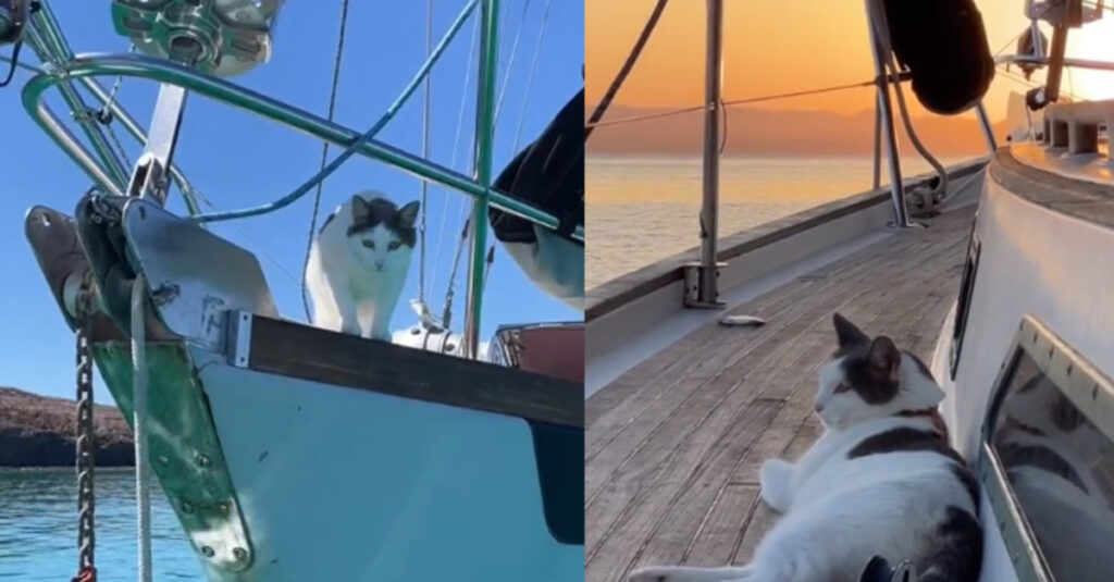 Découvrez comment ce chat brise les clichés en devenant un explorateur intrépide des océans (vidéo)