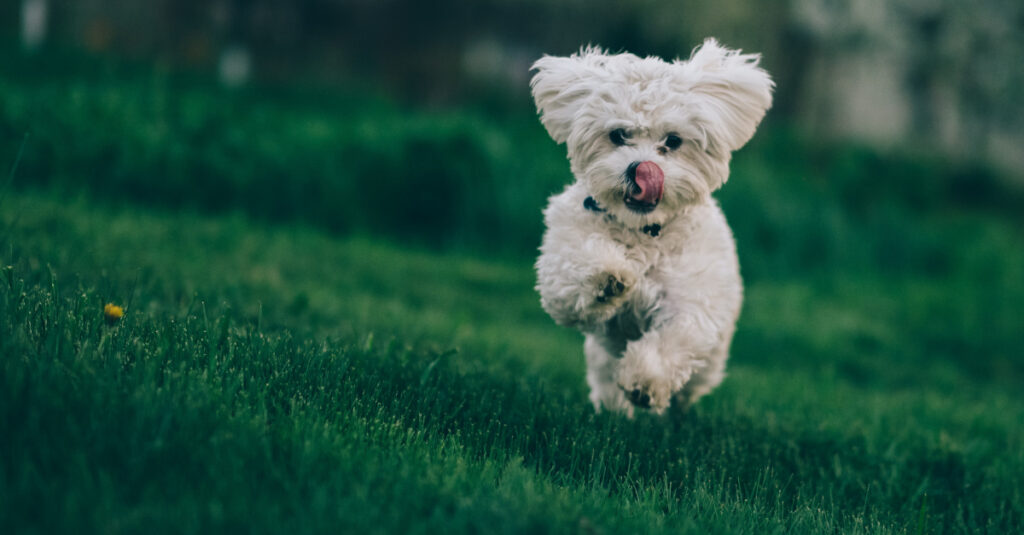 Des aliments écoresponsables, sains et savoureux pour votre chien ou chat : Marly & Dan révolutionnent le marché !