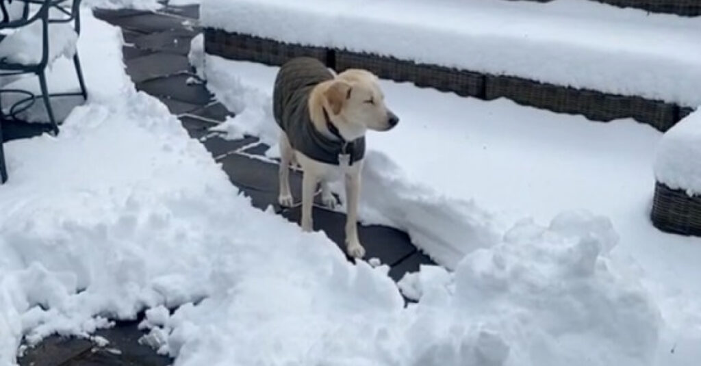 Époustouflante vidéo d’une chienne prise au piège par une montagne de neige !