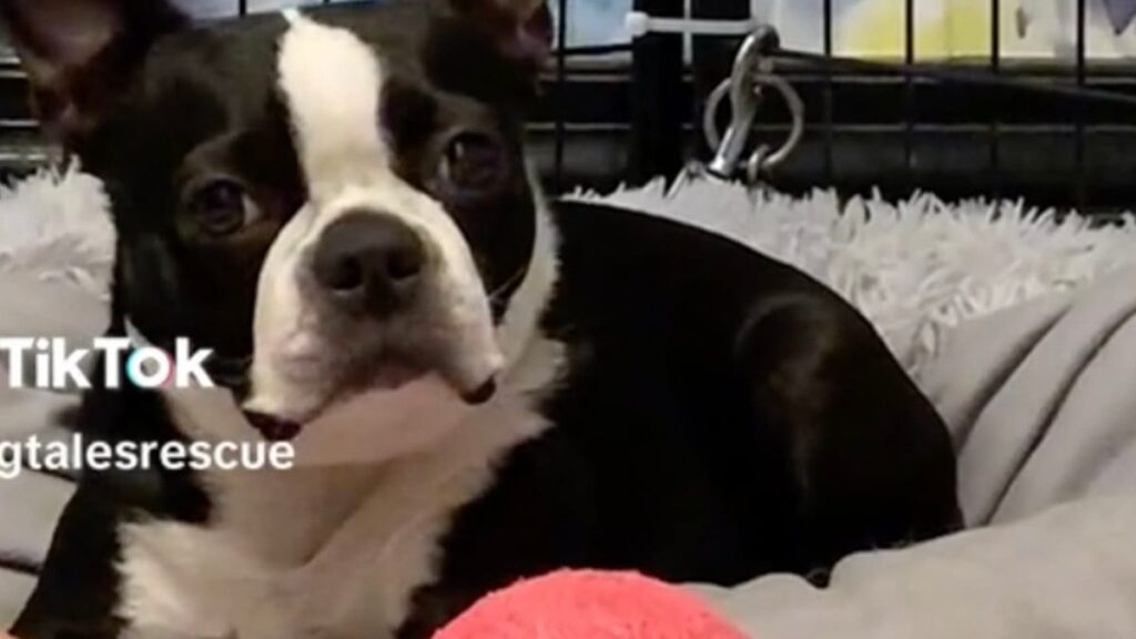 Ils adoptent un chien : leur pressentiment devient réalité (vidéo)