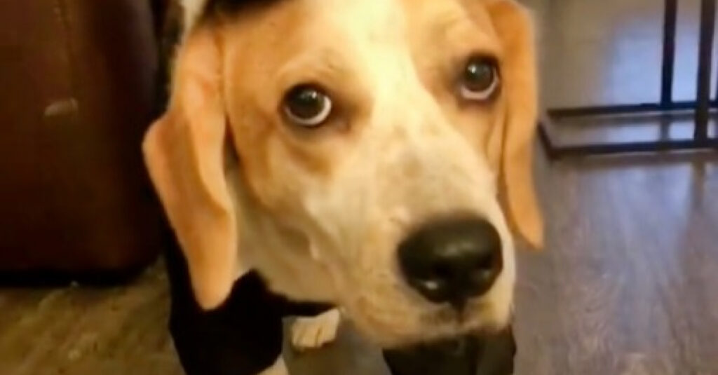 Incroyable ! Ce chien âgé prend ses médicaments sans aide : la vidéo qui va vous épater !