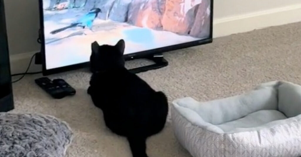 Incroyable ! Découvrez comment ce chat ordonne : « Ne me dérangez pas pendant que je regarde la télé ! » 🐱📺 (vidéo)