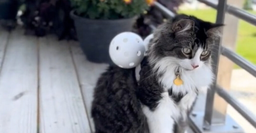 Incroyable ! Découvrez pourquoi ce chat porte un gilet équipé de balles (vidéo)