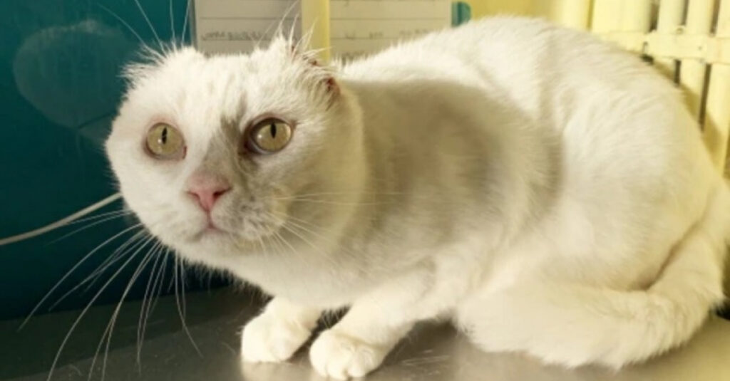 Incroyable : Une chatte guérit du cancer et cherche une famille aimante !