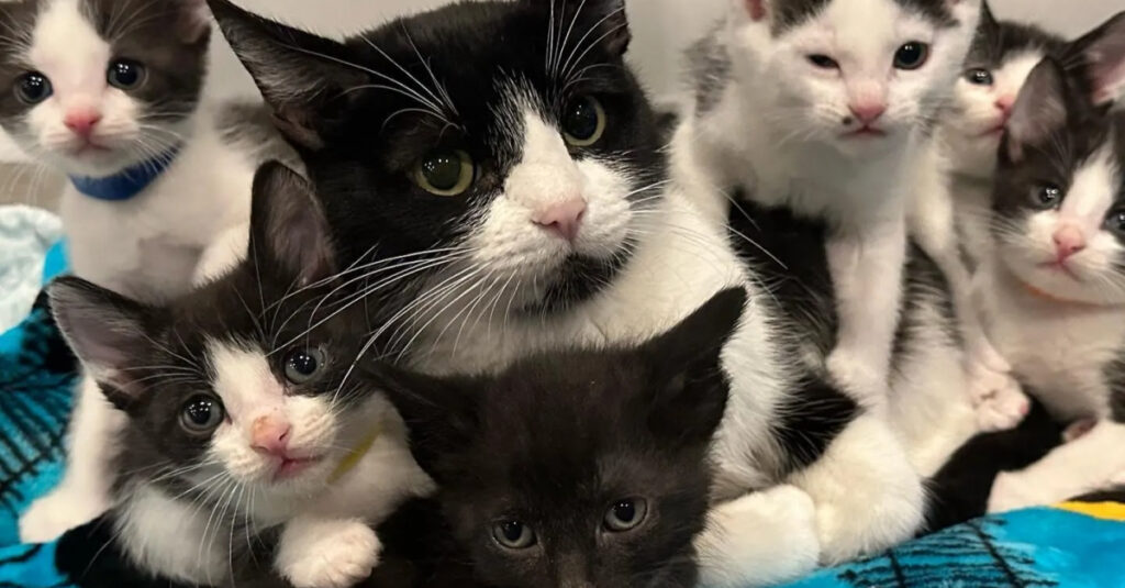 Incroyable : Une chatte sauvage confie enfin ses 6 petits sosies à sa famille !