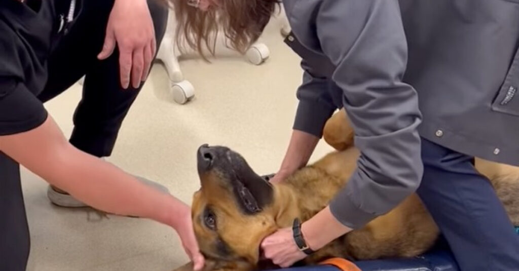 Incroyable ! Une vétérinaire sauve un Berger Allemand étouffé par son jouet devant la caméra !