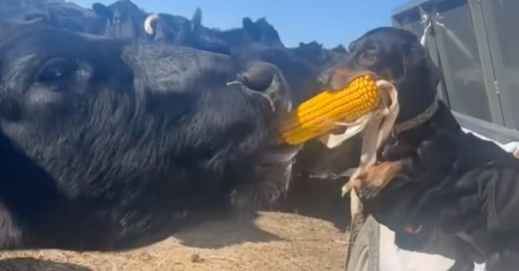 Incroyable combat entre un chien déterminé et une vache cupide pour un épi de maïs (vidéo)