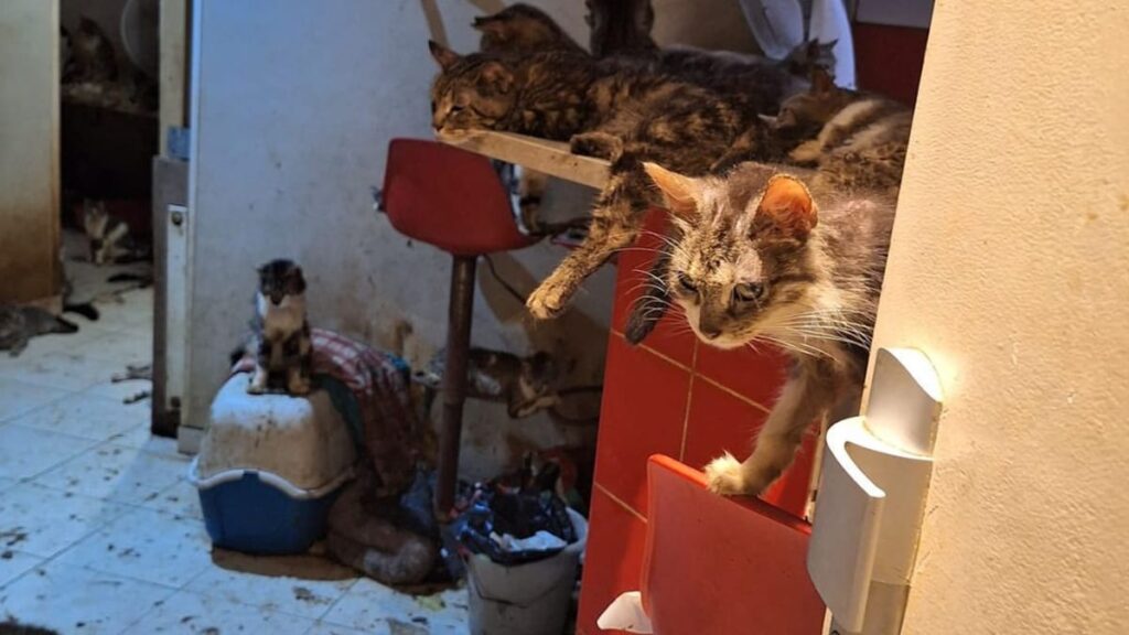 Incroyable découverte à Nice : des centaines de chatons et chiots retrouvés chez un homme qui menaçait d’explosion son appartement !