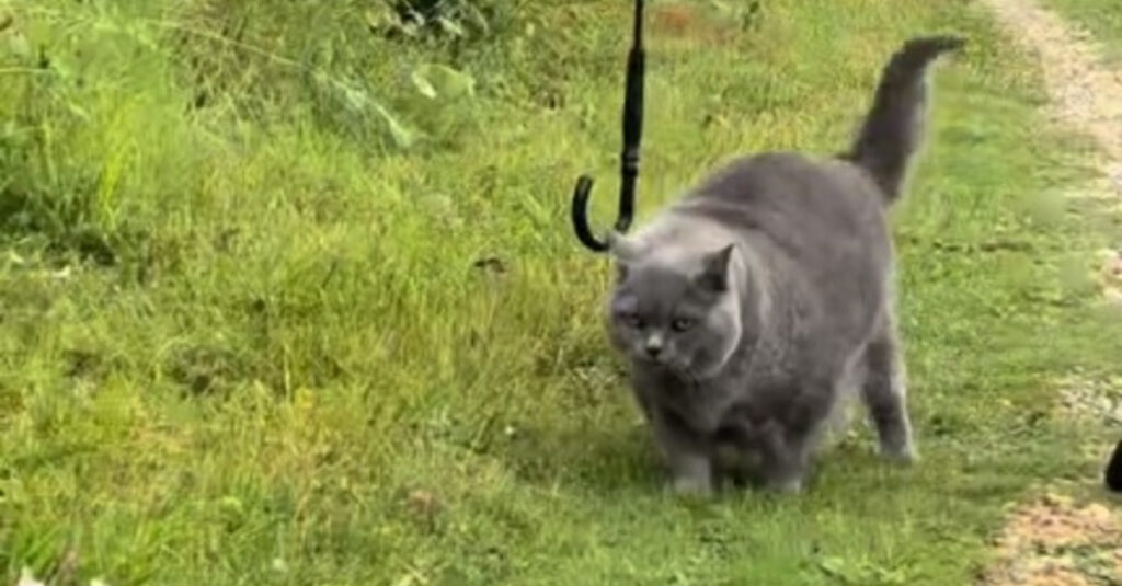 Incroyable : découvrez comment cet homme chouchoute son chat sénior lors des promenades ! (vidéo)