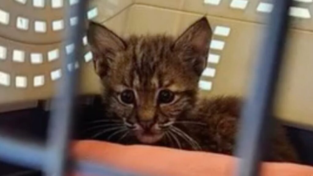 Incroyable : sauvé par un refuge, un chaton révèle sa vraie nature en seulement 3 jours ! (vidéo)