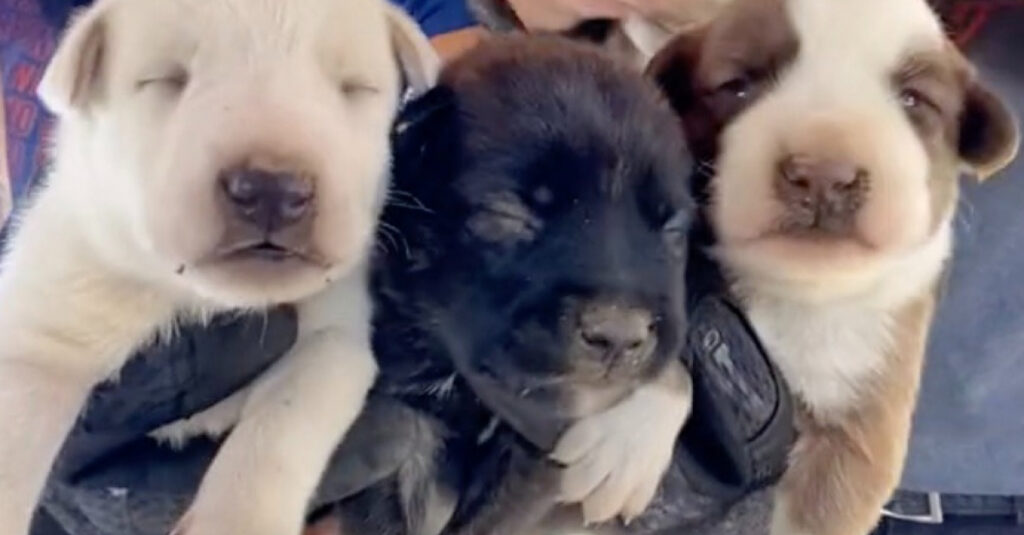 Incroyable sauvetage : une chienne héroïque protège ses adorables chiots dans les décombres (vidéo)