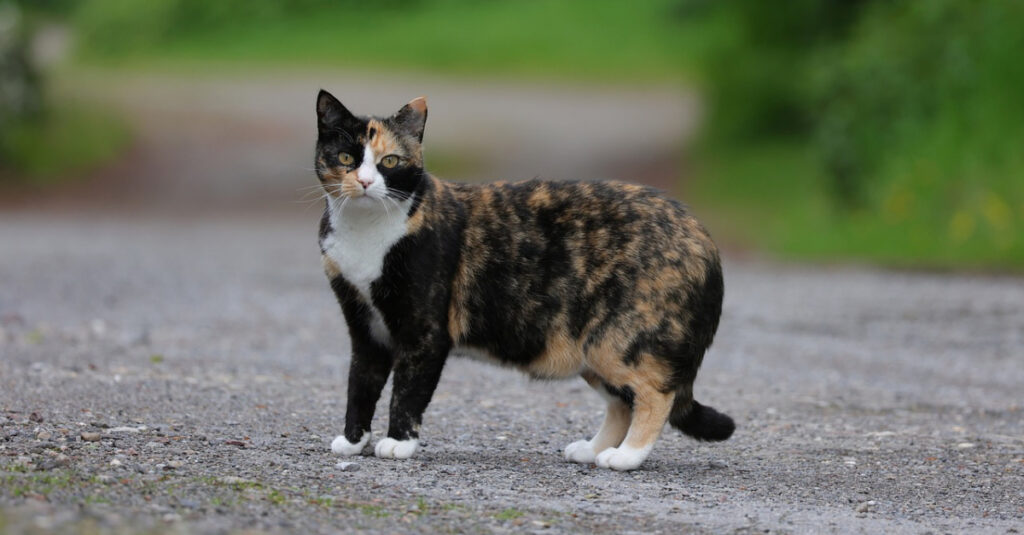 Incroyable : une femme retrouve son chat disparu après une semaine et a une visite surprenante (vidéo)