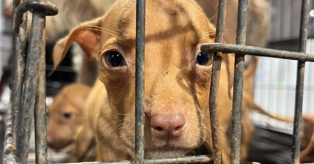 Miraculeusement sauvés : des vétérinaires se battent pour la survie de chiots et leur mère trouvés dans un état critique sur un chantier
