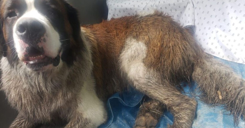 Propriétaire à bout, un chien disparu depuis 48h retrouvé grâce à une incroyable solidarité !
