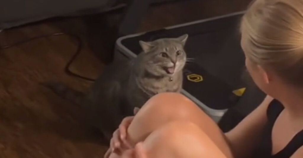 Quand une chatte fait tout pour retenir sa propriétaire : cette vidéo va vous surprendre !